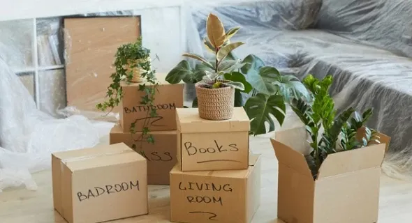 Tips for Transplanting Your Old Plants to Your New Home