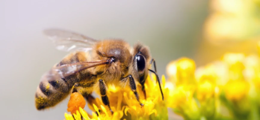 Homeowner’s Guide to a Bee-Friendly Backyard and Garden