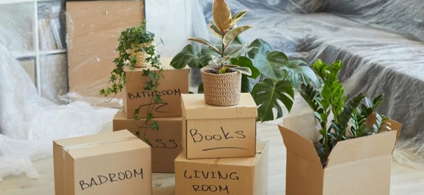 Tips for Transplanting Your Old Plants to Your New Home